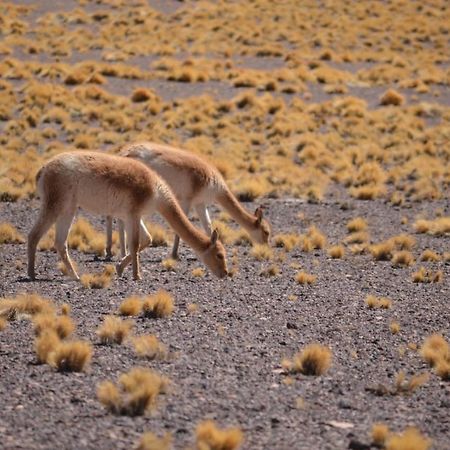 Hoteles Pueblo De Tierra San Pedro De Atacama Zewnętrze zdjęcie